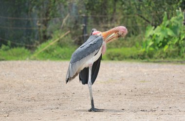 Tayland Hayvanat Bahçesi'nde yerde duran boyalı leylek kuşlarının portresi.