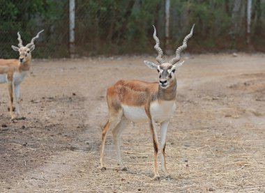 Hayvanat bahçesinde Blackbuck geyikleri (Antilope servikalpra) portresi.