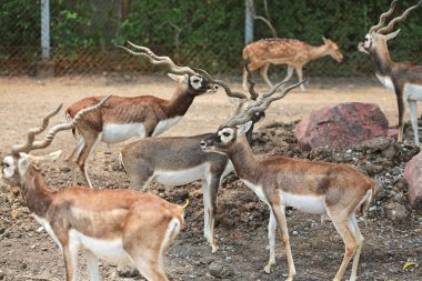 Hayvanat bahçesinde Blackbuck geyiği grubu (Antilope servikalpra).
