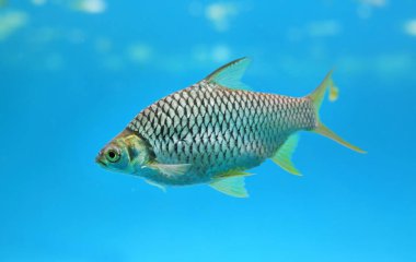 Akvaryum yüzme Java barb balık (Barbonymus gonionotus).