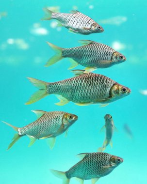 Java barb balık Grubu (Barbonymus gonionotus) akvaryumda yüzme.