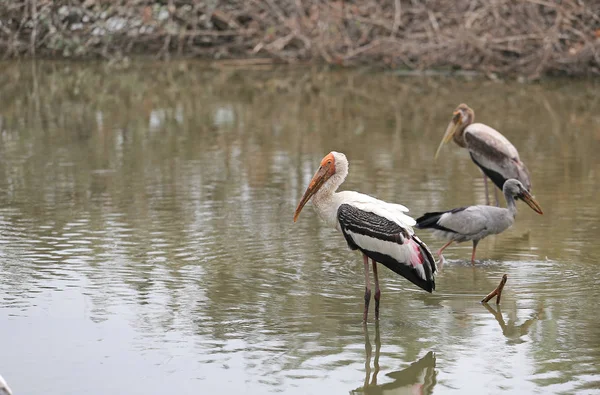 Pintado Cegonha Pássaros Alimentando Lagoa — Fotografia de Stock
