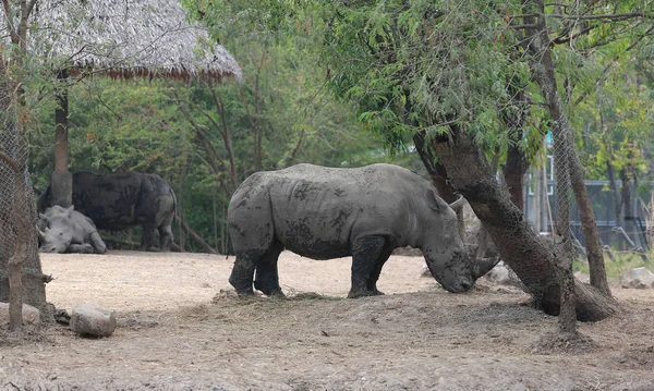 Bílý Nosorožec Thajské Zoologické Zahradě — Stock fotografie