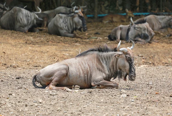 Wildebeest Connochaetes Taurinus Thajské Zoologické Zahradě — Stock fotografie