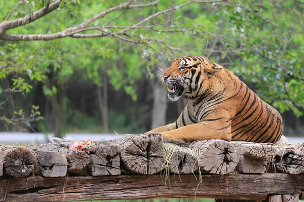 Angry Bengal Tiger lying on a wooden log in zoo.