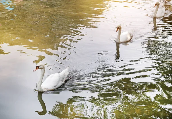 White Swans Floating Pond — Stock Photo, Image