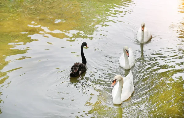 Group Swans Floating Pond — Stock Photo, Image