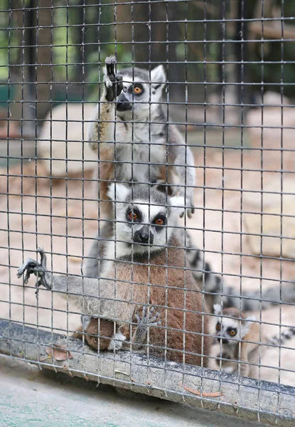 Lemur Catta Una Jaula — Foto de Stock