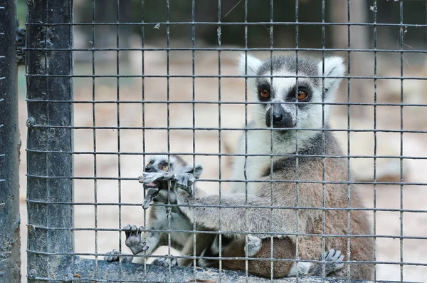 Lemur Catta Klatce — Zdjęcie stockowe