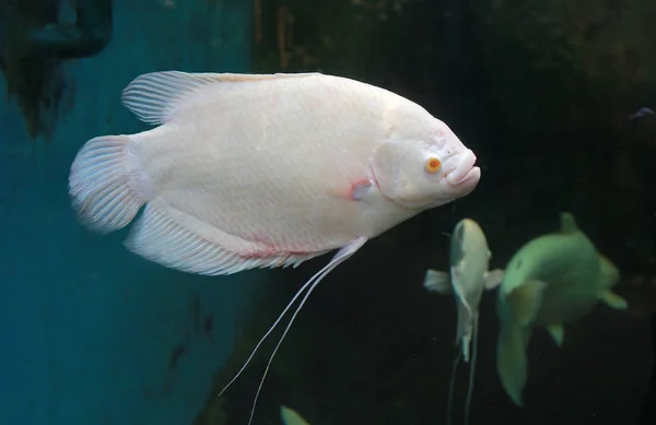 Weißer Riesen Gouramifisch Osphronemus Goramy Schwimmt Aquarium — Stockfoto