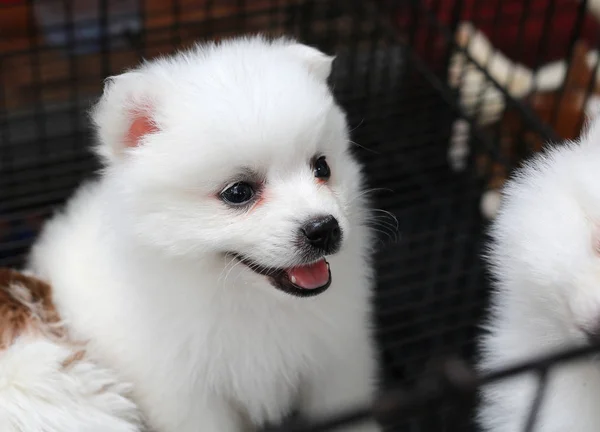 Puppies inside a cage on display for sale