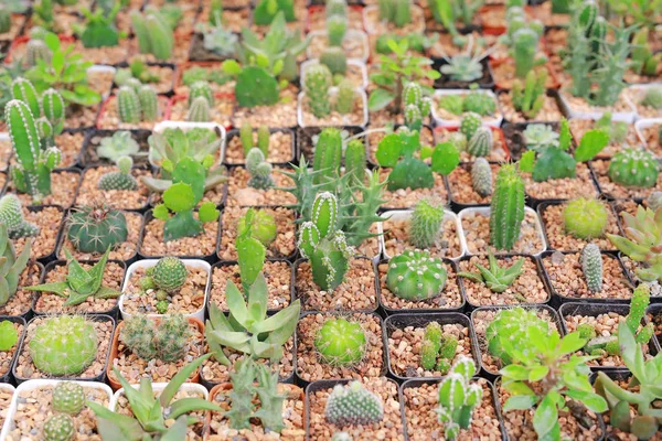 Gruppo Cactus Differenza Serra Crescita — Foto Stock
