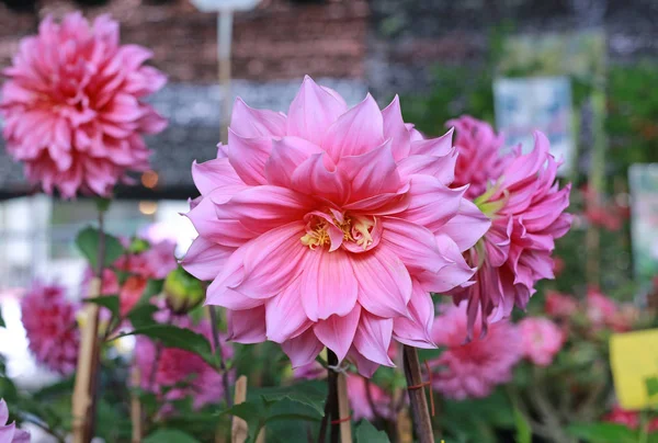 Schöne Rosa Dahlienblüten Garten — Stockfoto