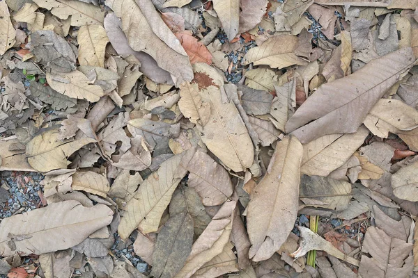 Suszonych Liści Jesienią Ziemi — Zdjęcie stockowe
