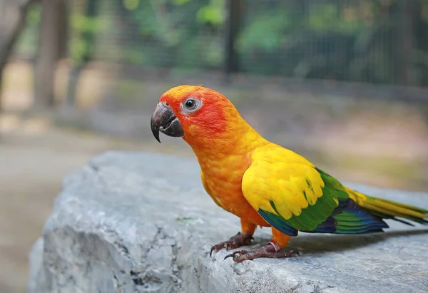 Sun conure parrots eating food on stone.
