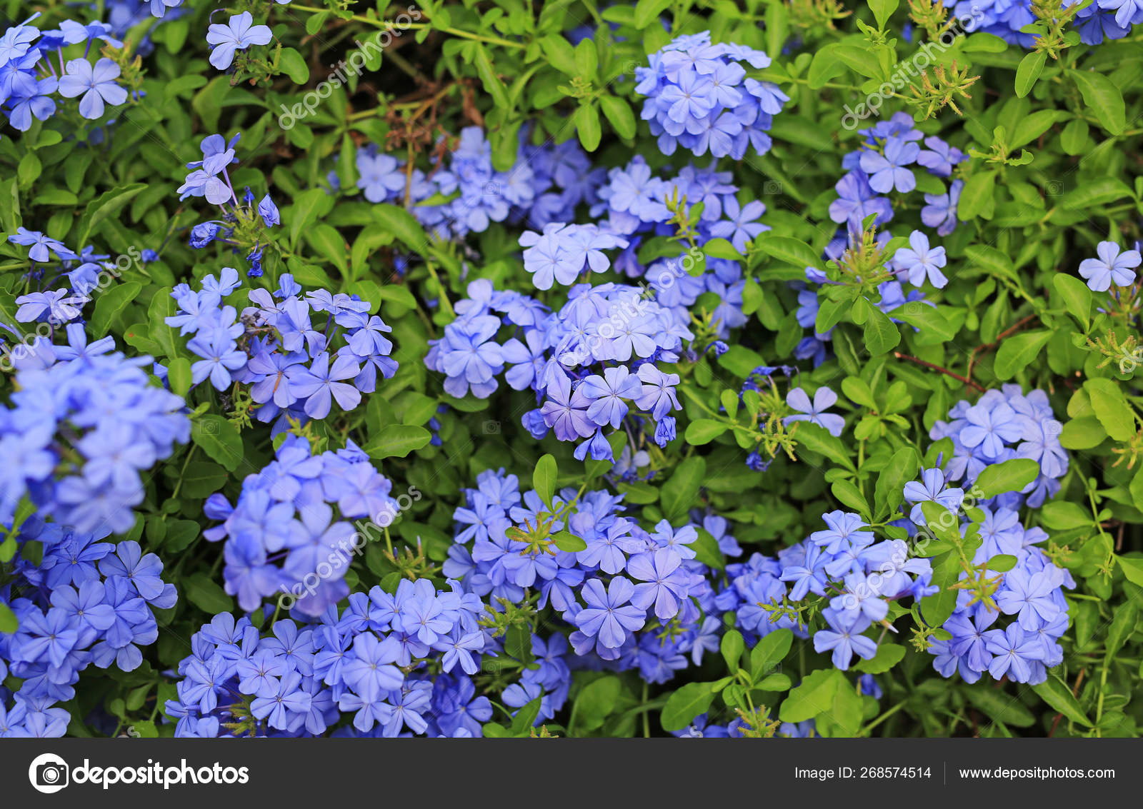 Close Cape Leadwort Plumbago Auriculata Flower Garden Stock Photo C Civic Dm Hotmail Com 268574514