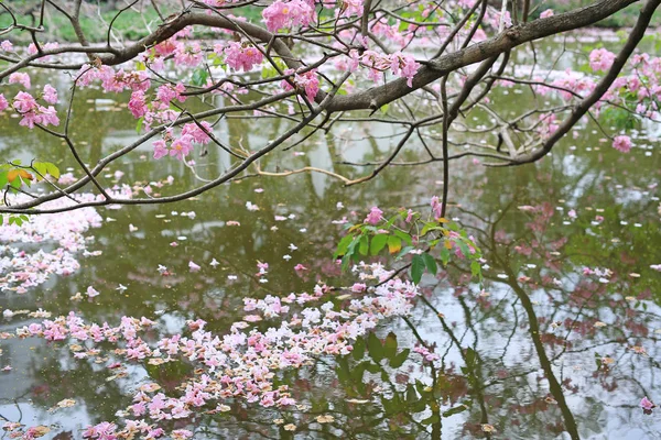 Caduta Fiore Rosa Completamente Nella Superficie Dell Acqua All Aperto — Foto Stock