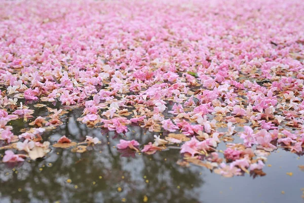 Queda Flor Rosa Totalmente Superfície Água Livre — Fotografia de Stock
