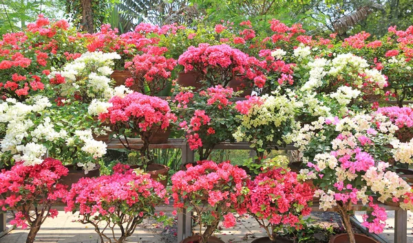 Colorful Bougainvillea Paper Flower Pot Garden — Stock Photo, Image