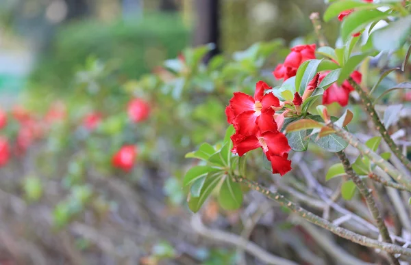 Цветут Красные Азалии Саду — стоковое фото