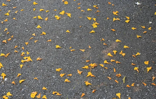 Pétalas Flores Amarelas Caídas Estrada Asfalto Preto Novo — Fotografia de Stock