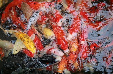 peces de estanque multicolor 