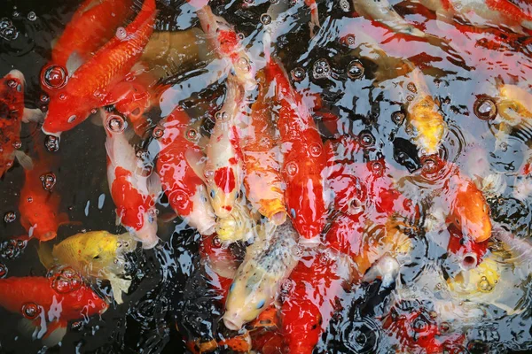 Koi Fisk Japan Damm Gul Vattnet Färgrikt Gyllene Bakgrund Fancy — Stockfoto