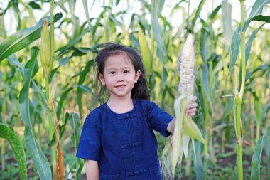 Küçük çiftçi hasat taze mısır tarım bir çiftlikte.