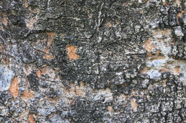 Yakın kabuk desenleri doğa arka plan.