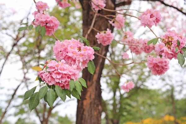 Bela Rosea Tabebuia Árvores Trompete Florescendo Temporada Primavera Flor Rosa — Fotografia de Stock
