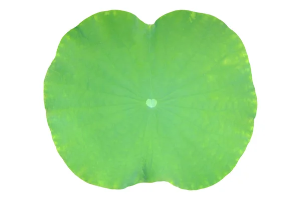 Green Lotus Leaf Isolated White Background — Stock Photo, Image