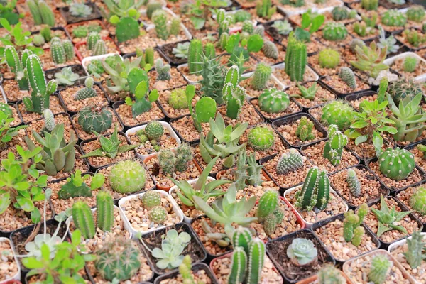 Gruppo Cactus Differenza Serra Crescita — Foto Stock