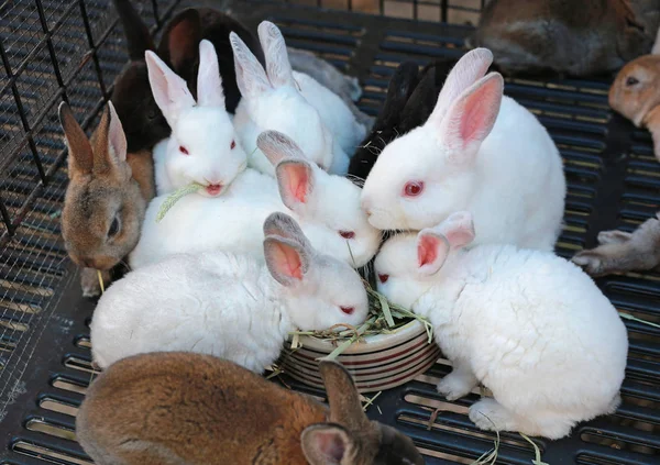 Coelhos Gaiola Para Venda Mercado Tailandês — Fotografia de Stock