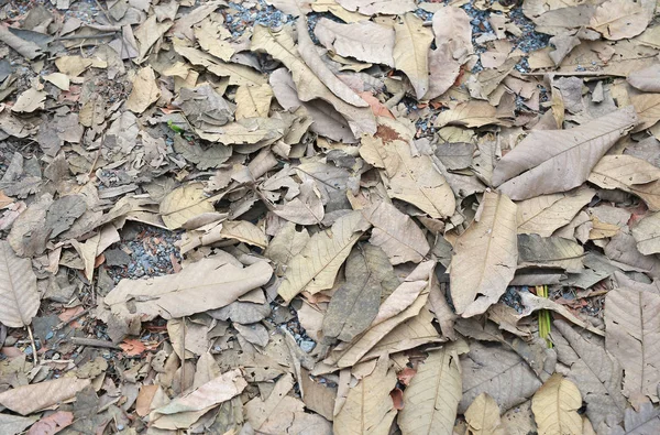 秋天的干叶在地面上 — 图库照片