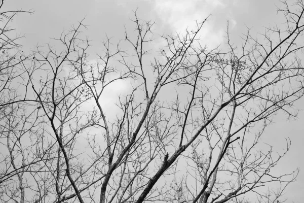 Laublose Bäume Gegen Den Bewölkten Himmel Schwarz Weiß Ton — Stockfoto