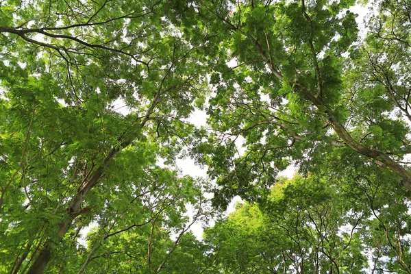 ツリーの葉と空の背景に対して庭の枝 — ストック写真