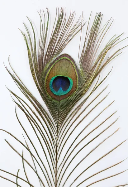 Peacock Feather Witte Achtergrond — Stockfoto