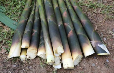 Doğadan taze Bambu sürgünler.