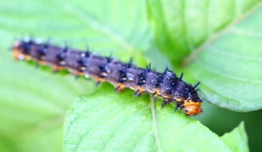 bir yaprak yiyen bir tırtıl