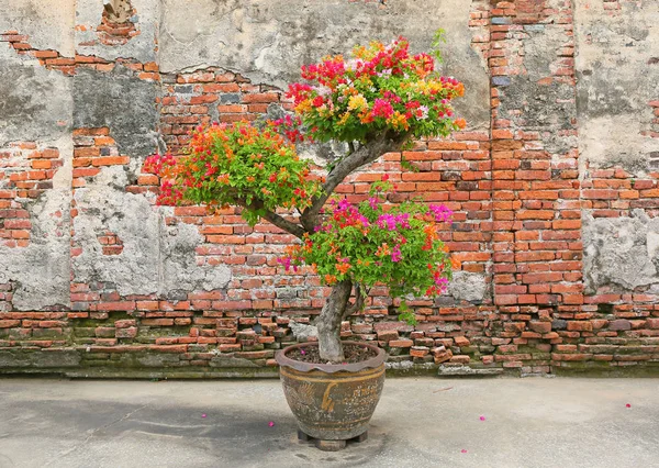 Fleurs Bougainvilliers Colorées Pot Contre Vieux Mur Briques — Photo