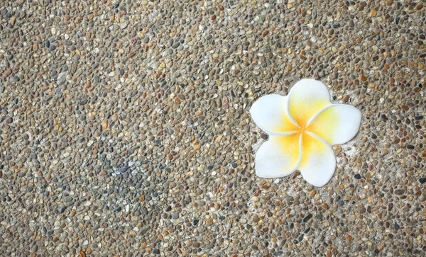 砂利模様の背景にプルームリアの花のテクスチャ — ストック写真