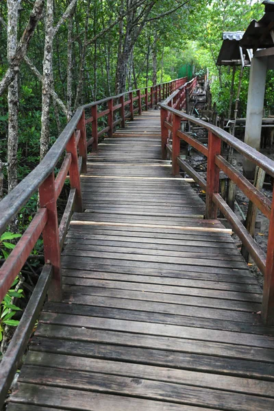 Wooden walkway through green Thailand forest