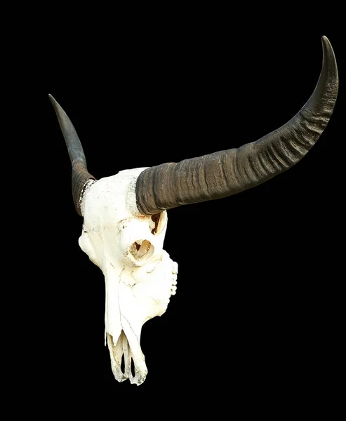 Uzun Boynuz Bufalo Kafatası Siyah Izole — Stok fotoğraf