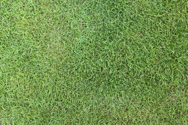 緑の芝生フィールドのシームレスな背景テクスチャ — ストック写真