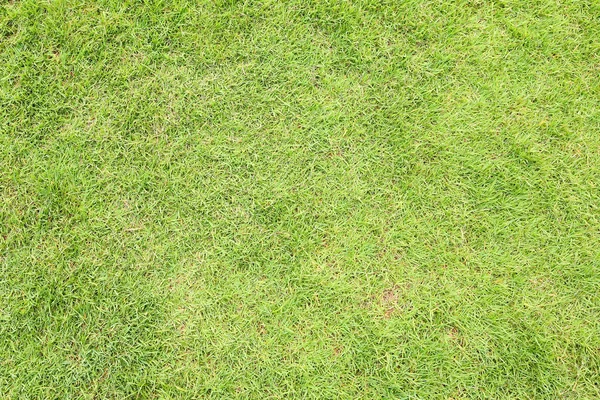 Green Grass Field Seamless Background Texture — Stock Photo, Image