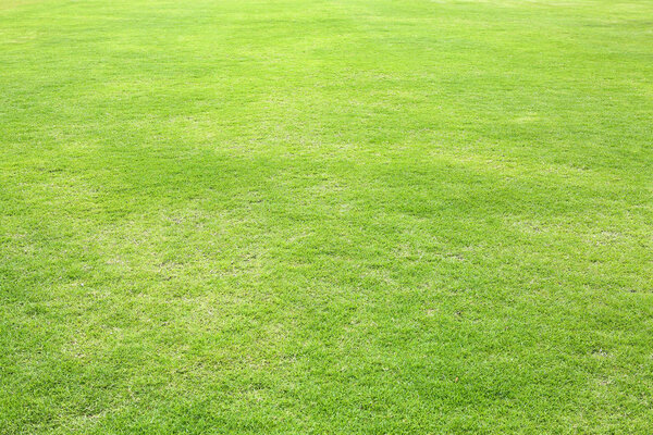 Natural green trimmed grass field background for sports.