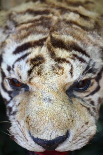 Мбаппе Чучеле Тигра — стоковое фото