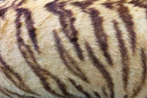 Tigre Textura Piel Fondo —  Fotos de Stock