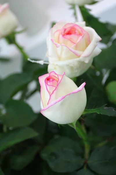 Close Van Rose Tuin — Stockfoto