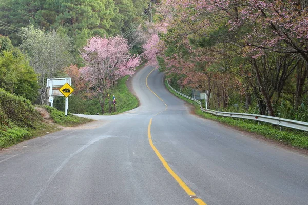 Деревенская Дорога Северном Таиланде Дорога Цветок Сакура — стоковое фото
